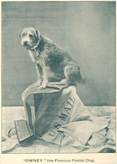 photo of Owney sitting on top of mailbags