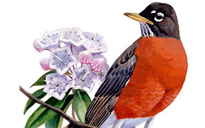 illustration of a Robin and Mountain Laural
