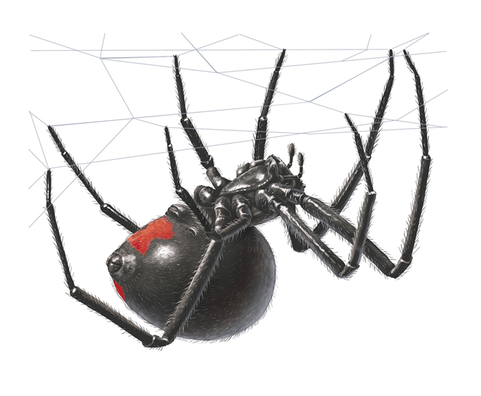illustration of a Black Widow spider
