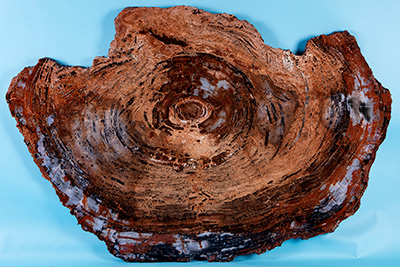 Petrified wood specimen, Triassic period