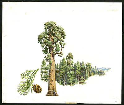 15¢ Giant Sequoia stamp art