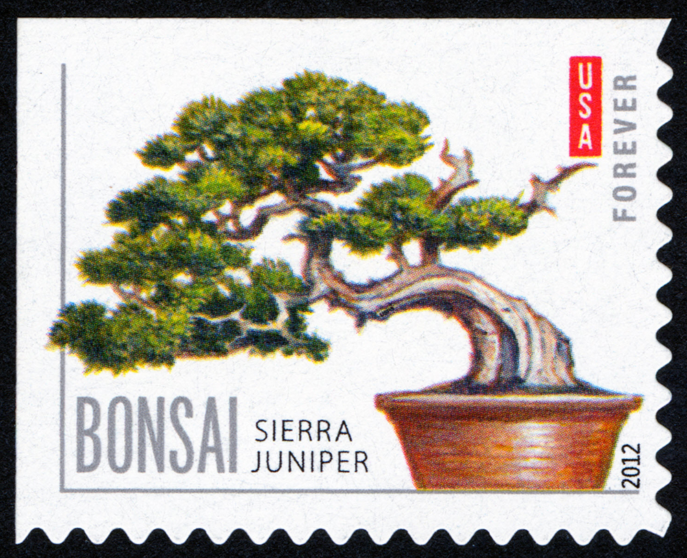 Bonsai stamp featuring a Sierra Juniper
