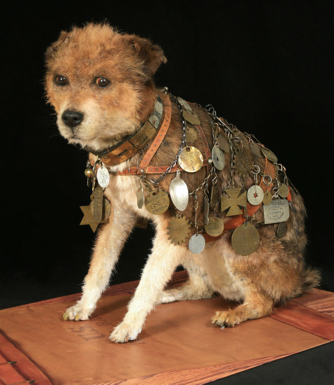 A taxidermy dog wearing a harness covered in medals.