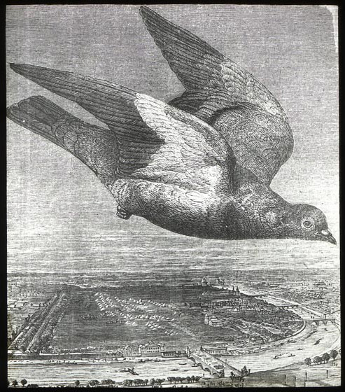 Drawing of a pigeon